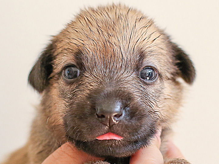 chinook puppy